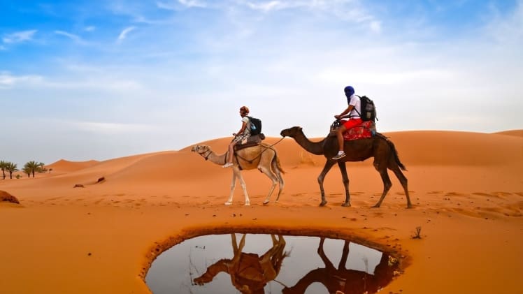Sand, Speed, and Camels: Choosing the Perfect Desert Safari for You