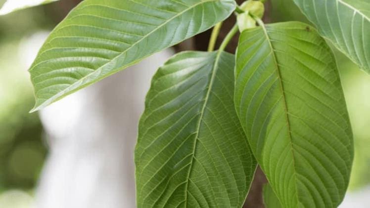Why Are Kratom Gummies Gaining Attention Lately?