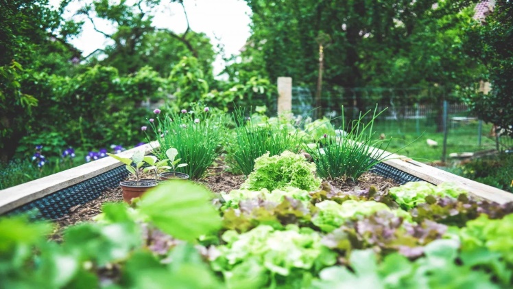 Victoria Gerrard La Crosse Wi Shares Her Ultimate Guide On What To Plant