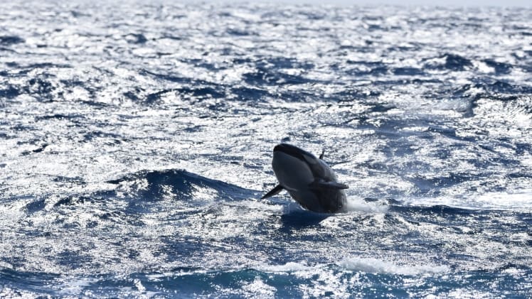 The Enigmatic Dance Of The Orca: A Glimpse Into The Marine World