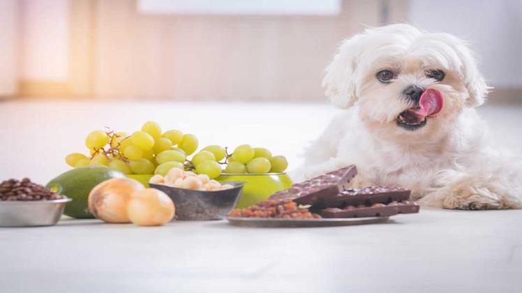 Can Dogs With Kidney Disease Eat Strawberries? Pet Health Guide