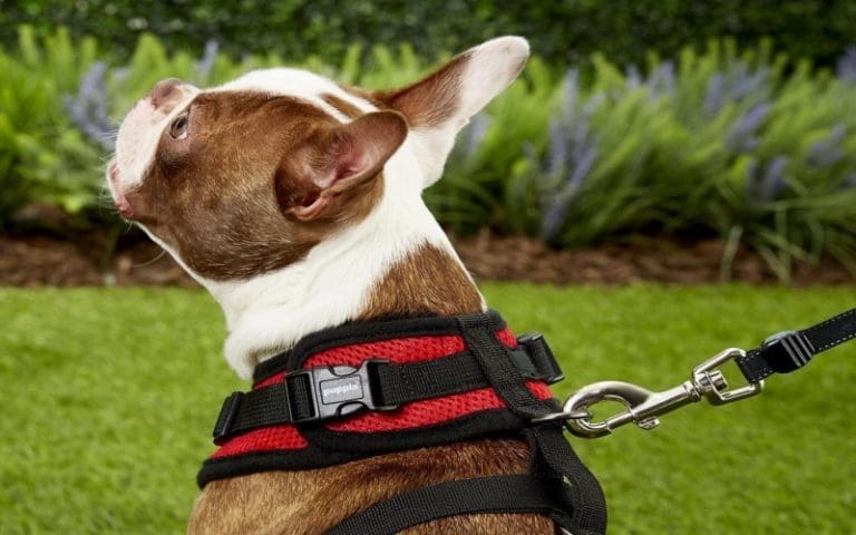 From Puppies To Pros: 12 Tips To Find The Right Dog Harness And Leash Set For Every Stage